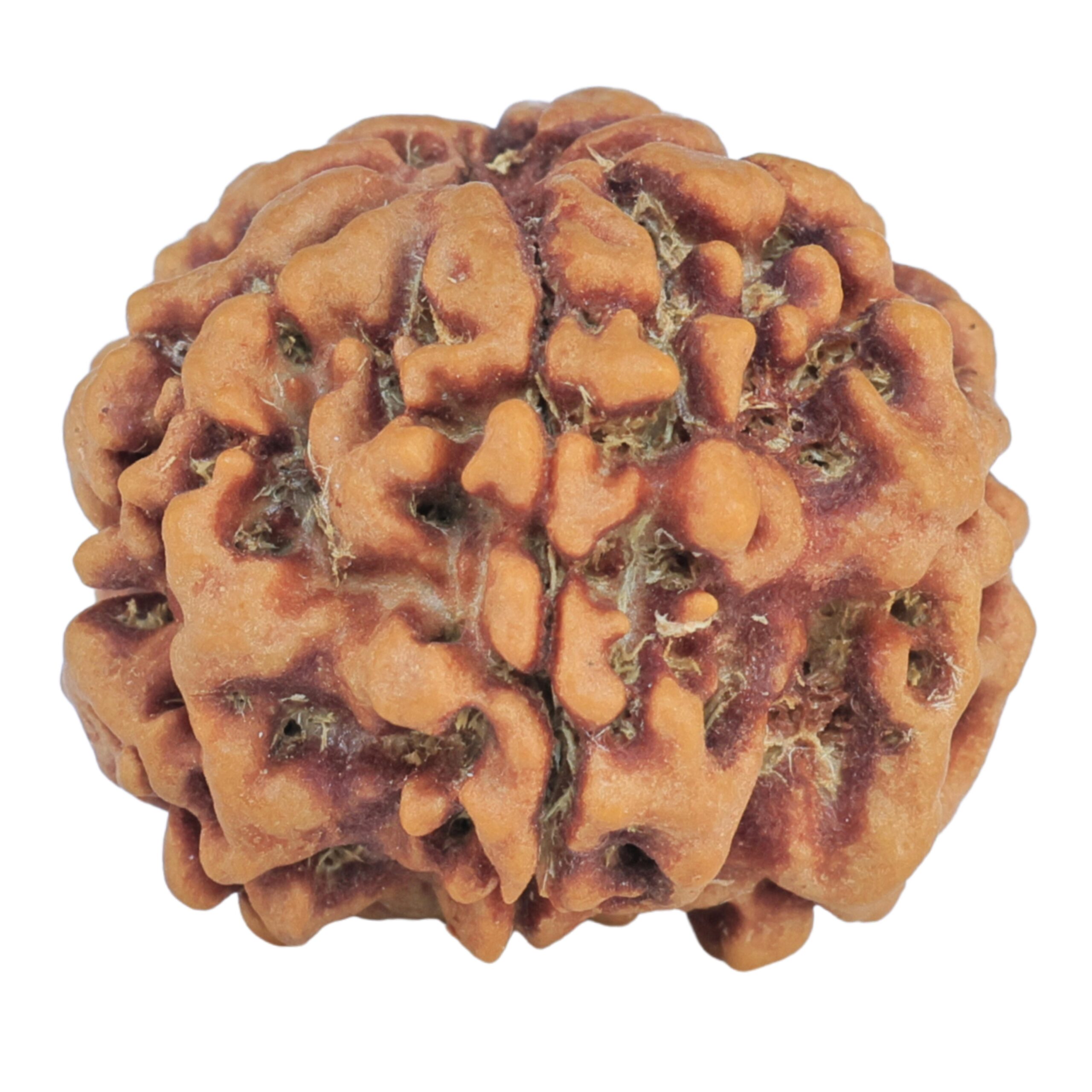 1MK(Underdeveloped) 23mm 4.06gm - Rudraksha