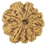 11 Mukhi Rudraksha 29.6mm 7.23gm - Rudraksha