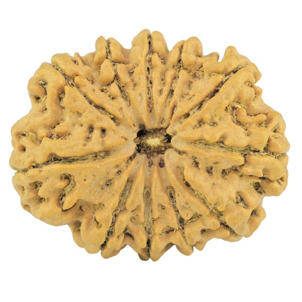 11 Mukhi Rudraksha 29mm 4.75gm - Rudraksha