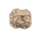 2 Mukhi Rudraksha 22.2mm 1.77gm - Rudraksha