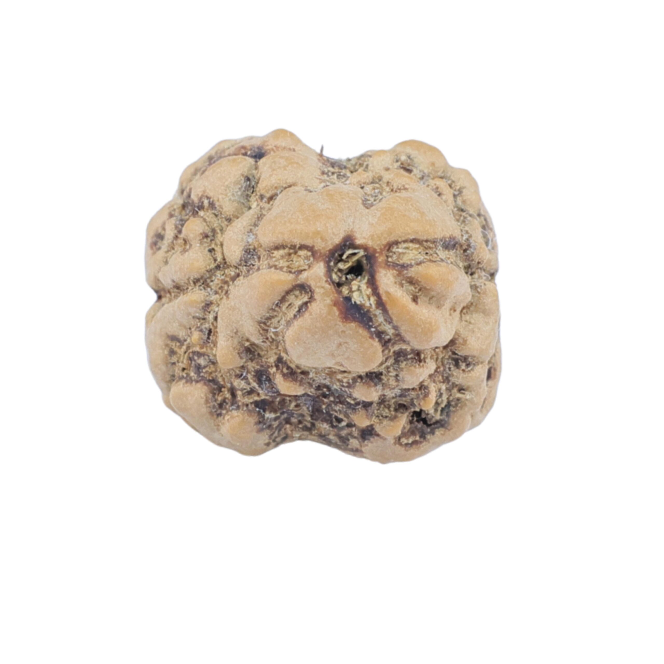 2 Mukhi Rudraksha 22.2mm 1.77gm - Rudraksha