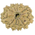 11 Mukhi Rudraksha 21.2mm 2.41gm - Rudraksha