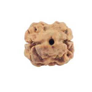 2 Mukhi Rudraksha 21.6mm 1.49gm - Rudraksha