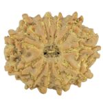 12 Mukhi Rudraksha 21.8mm 2.82gm - Rudraksha