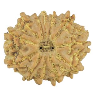 12 Mukhi Rudraksha 21.8mm 2.82gm - Rudraksha