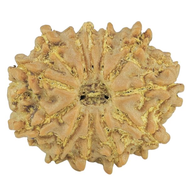 12 Mukhi Rudraksha 21.8mm 2.82gm - Rudraksha
