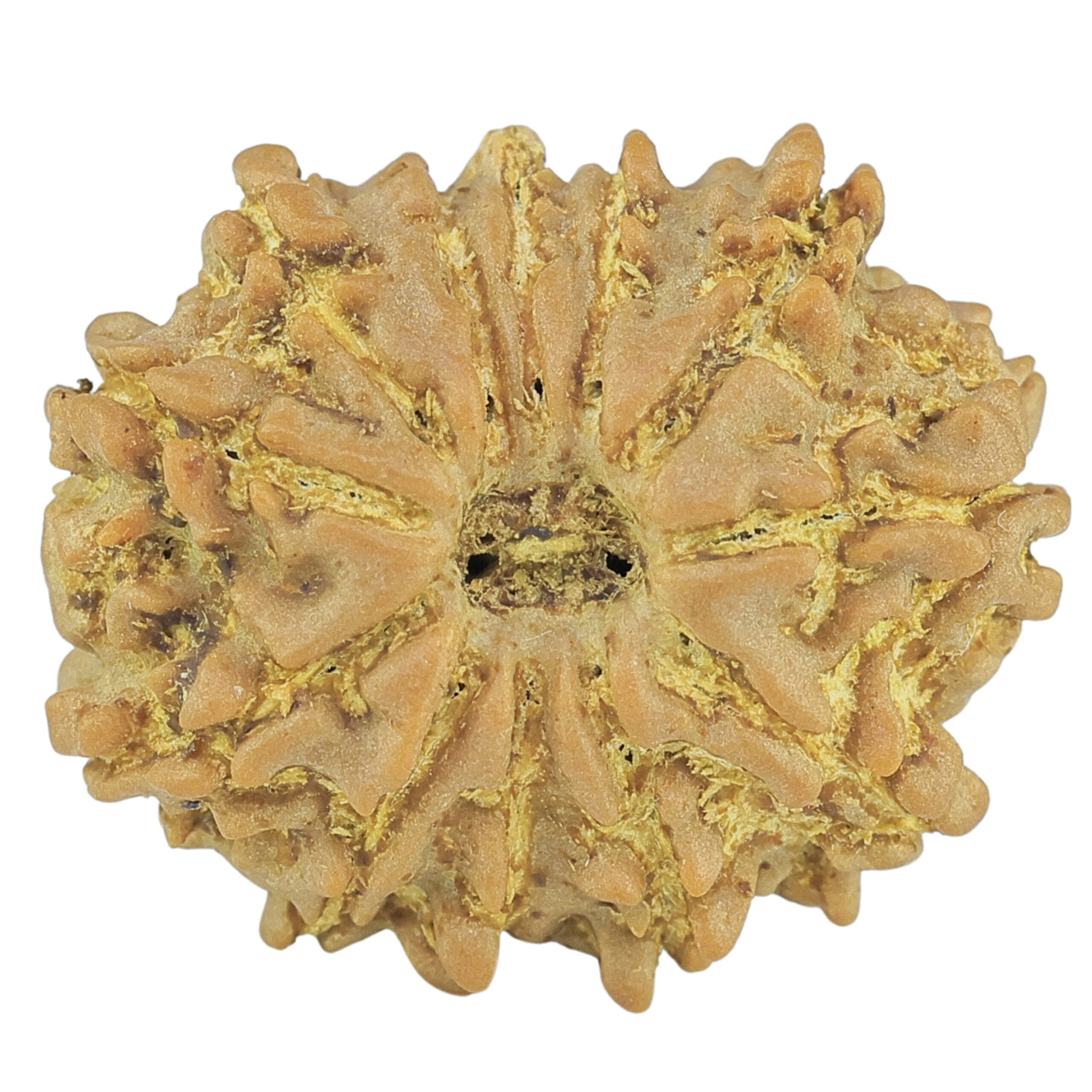 12 Mukhi Rudraksha 21.8mm 2.82gm - Rudraksha