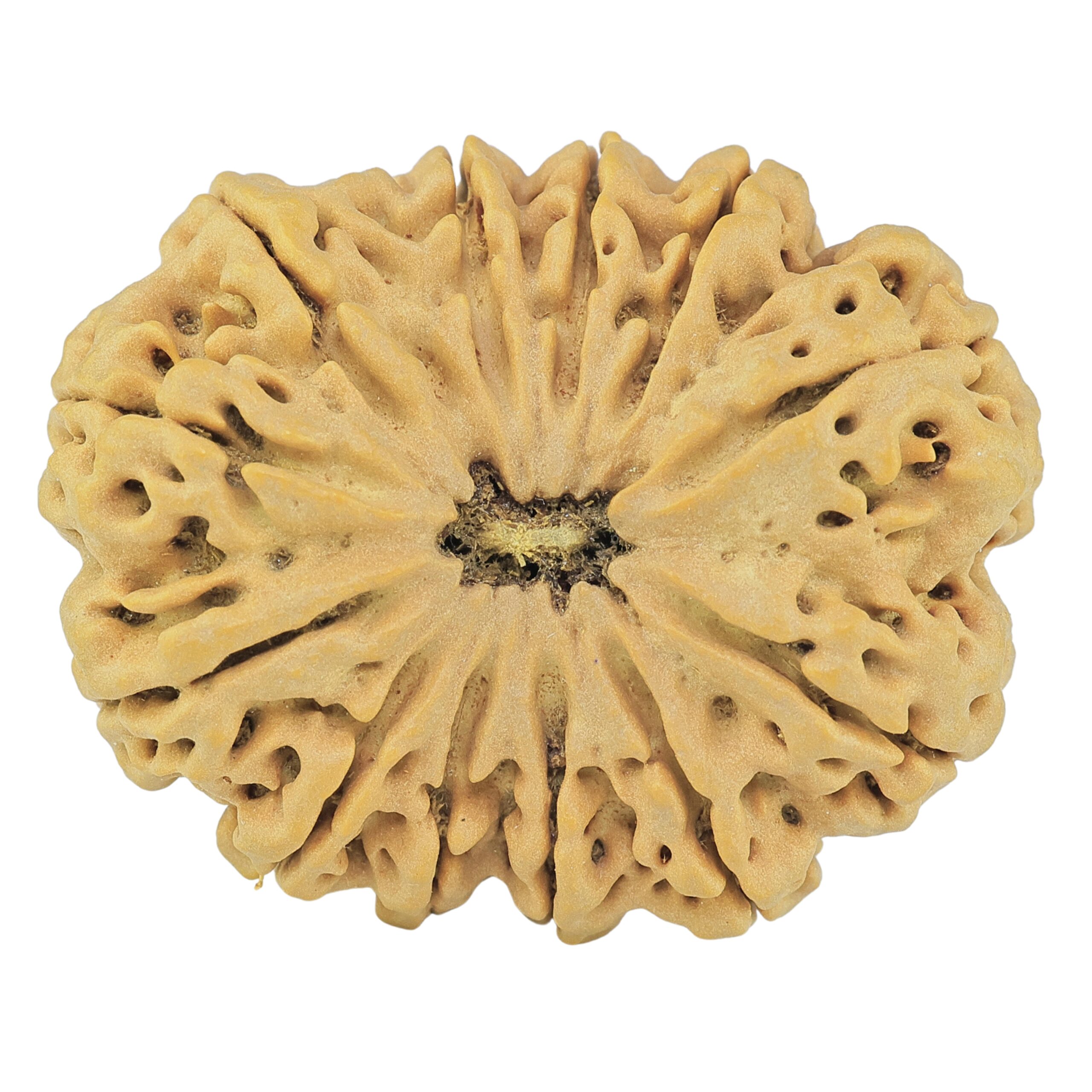 12 Mukhi Rudraksha 36.1mm 9.13gm - Rudraksha