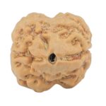 2 Mukhi Rudraksha 18.1mm 1.91gm - Rudraksha