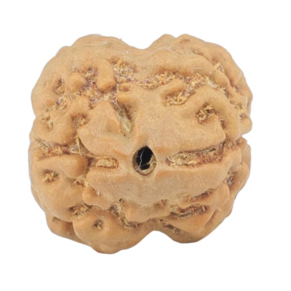 2 Mukhi Rudraksha 18.1mm 1.91gm - Rudraksha