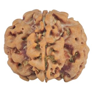 1MK(Underdeveloped) 22.3mm 3.63gm - Rudraksha