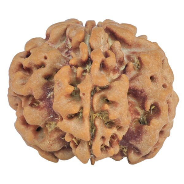 1MK(Underdeveloped) 22.3mm 3.63gm - Rudraksha