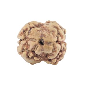 2 Mukhi Rudraksha 21.1mm 1.57gm - Rudraksha