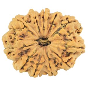 11 Mukhi Rudraksha 31.2mm 6gm - Rudraksha