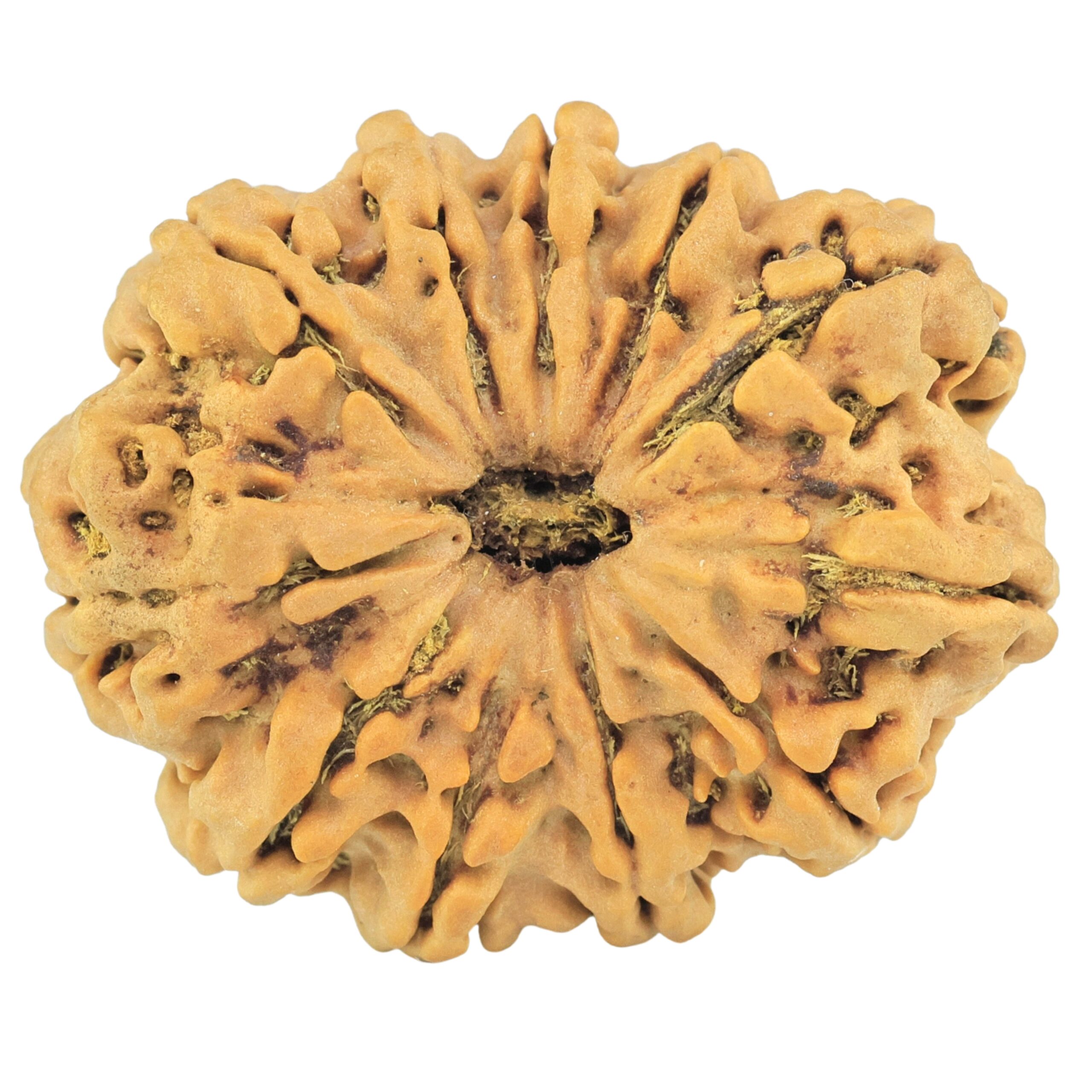 11 Mukhi Rudraksha 31.2mm 6gm - Rudraksha