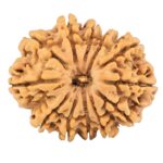 12 Mukhi Rudraksha 26mm 3.66gm - Rudraksha