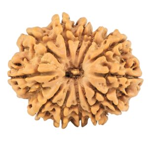 12 Mukhi Rudraksha 26mm 3.66gm - Rudraksha