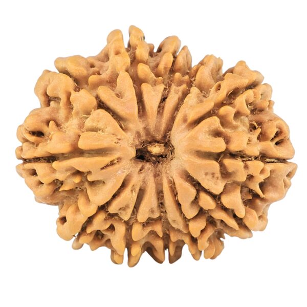 12 Mukhi Rudraksha 26mm 3.66gm - Rudraksha