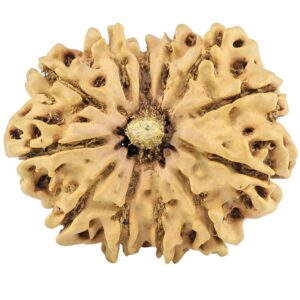 12 Mukhi Rudraksha 28.9mm 3.69gm - Rudraksha