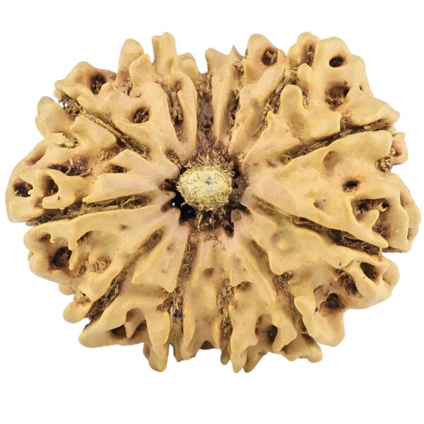 12 Mukhi Rudraksha 28.9mm 3.69gm - Rudraksha