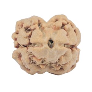 2 Mukhi Rudraksha 24.5mm 2.4gm - Rudraksha
