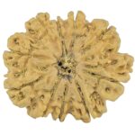 10 Mukhi Rudraksha 26.7mm 4.45gm - Rudraksha