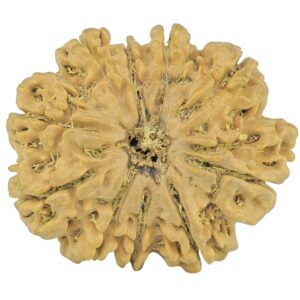 10 Mukhi Rudraksha 26.7mm 4.45gm - Rudraksha