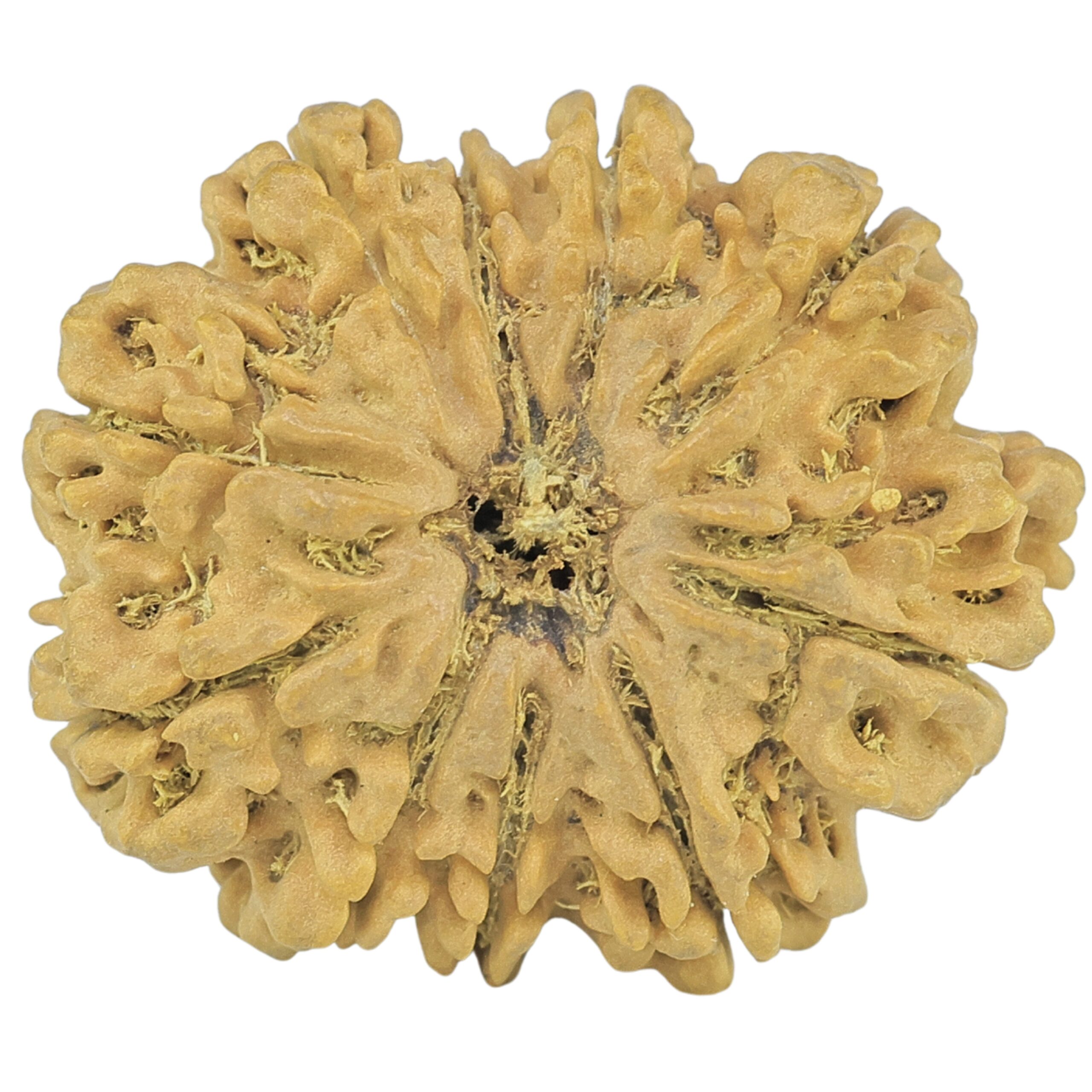10 Mukhi Rudraksha 26.7mm 4.45gm - Rudraksha