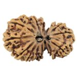 15 Mukhi Garbh Gauri 38.1mm 6gm - Rudraksha