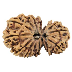 15 Mukhi Garbh Gauri 38.1mm 6gm - Rudraksha