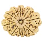 11 Mukhi Rudraksha 37mm 10.27gm - Rudraksha