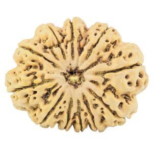 11 Mukhi Rudraksha 37mm 10.27gm - Rudraksha