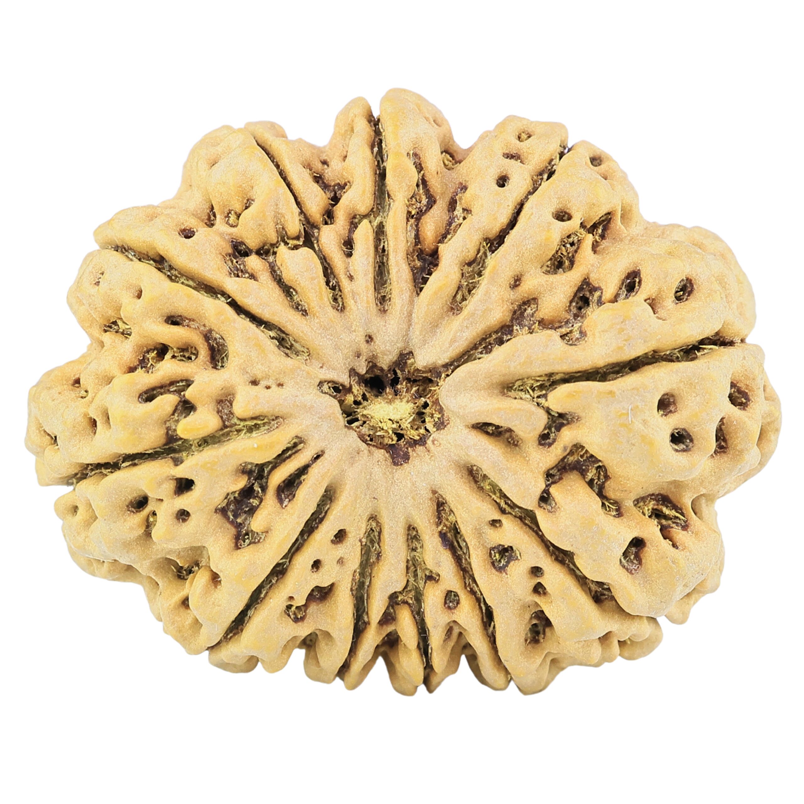 11 Mukhi Rudraksha 37mm 10.27gm - Rudraksha