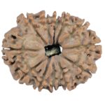 12 Mukhi Rudraksha 25.2mm 3.58gm - Rudraksha