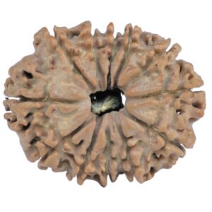 12 Mukhi Rudraksha 25.2mm 3.58gm - Rudraksha