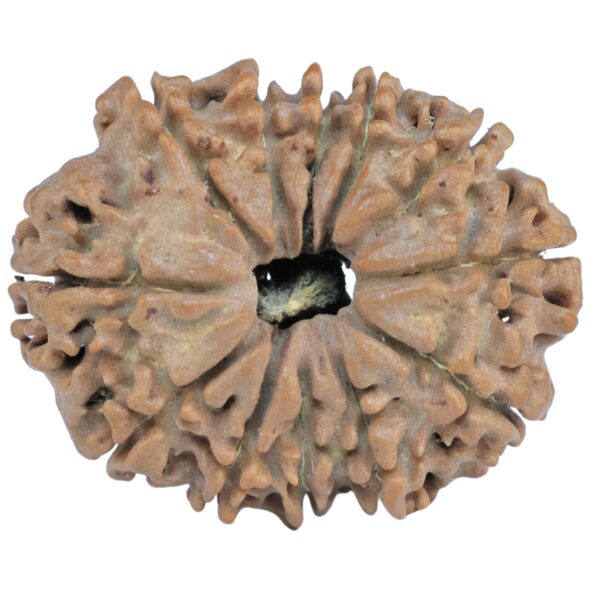 12 Mukhi Rudraksha 25.2mm 3.58gm - Rudraksha