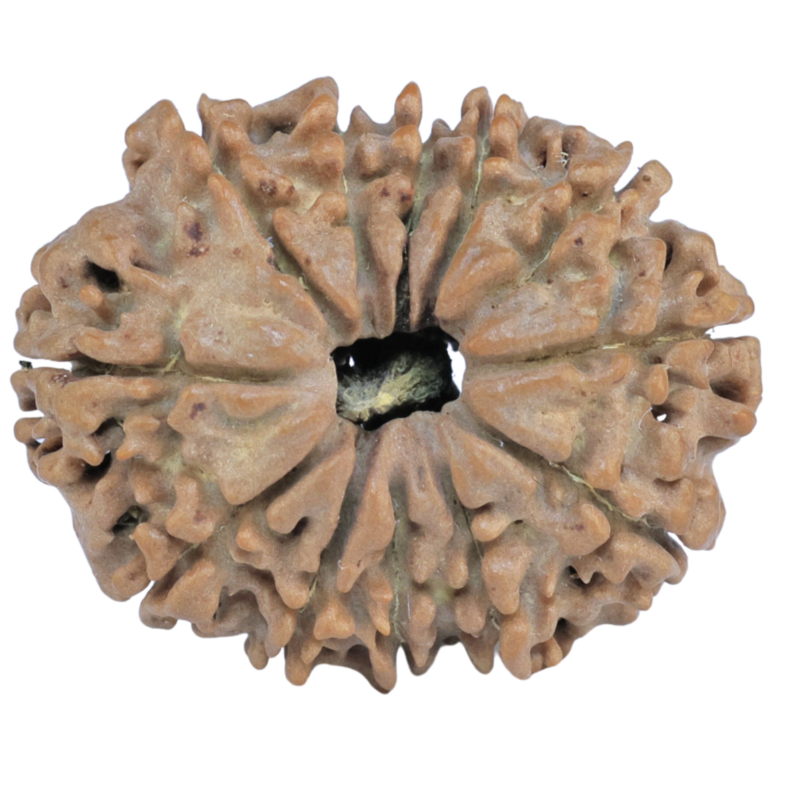 12 Mukhi Rudraksha 25.2mm 3.58gm - Rudraksha