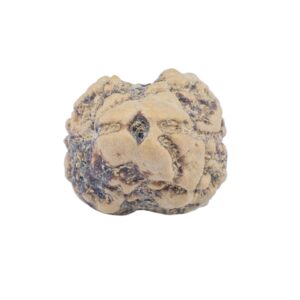2 Mukhi Rudraksha 22.9mm 1.81gm - Rudraksha