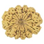 12 Mukhi Rudraksha 38.6mm 8.75gm - Rudraksha