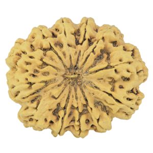 12 Mukhi Rudraksha 38.6mm 8.75gm - Rudraksha
