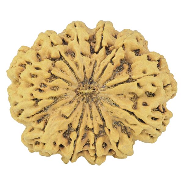 12 Mukhi Rudraksha 38.6mm 8.75gm - Rudraksha