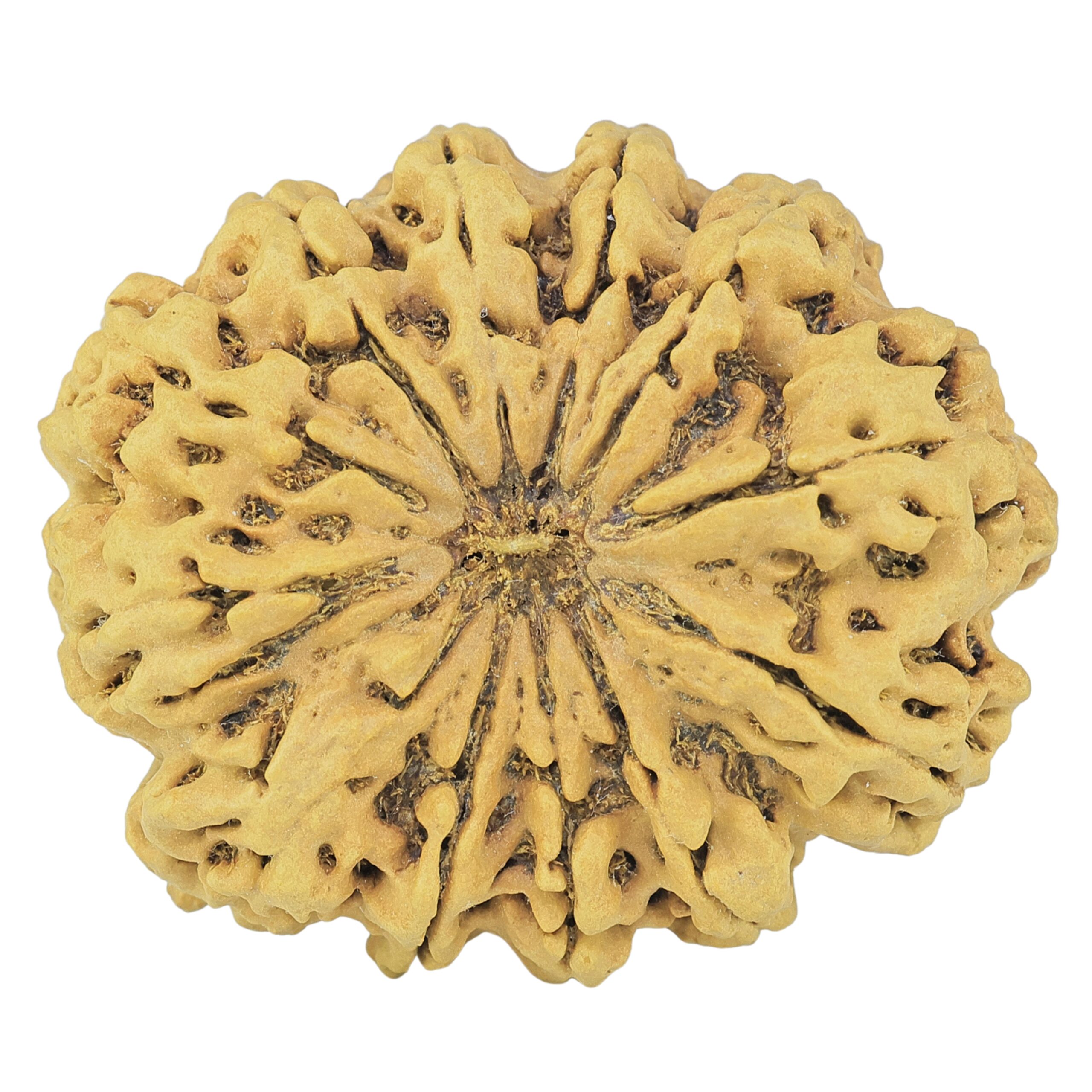 12 Mukhi Rudraksha 38.6mm 8.75gm - Rudraksha