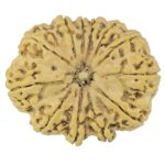12 Mukhi Rudraksha 37.2mm 8.82gm - Rudraksha