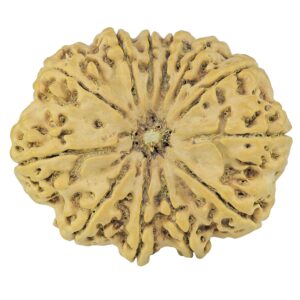 12 Mukhi Rudraksha 37.2mm 8.82gm - Rudraksha