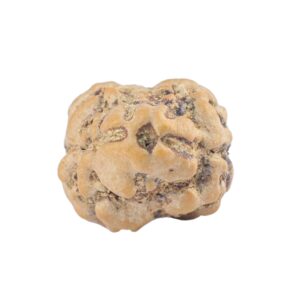 2 Mukhi Rudraksha 21.4mm 1.68gm - Rudraksha