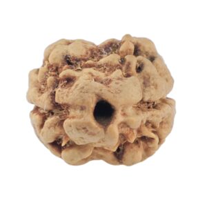 2 Mukhi Rudraksha 20.3mm 1.57gm - Rudraksha