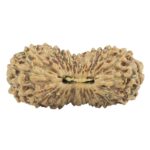 30 Mukhi Rudraksha 25mm 1.85gm - Rudraksha