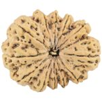 12 Mukhi Rudraksha 35.1mm 7.75gm - Rudraksha