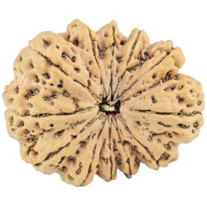 12 Mukhi Rudraksha 35.1mm 7.75gm - Rudraksha