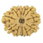 12 Mukhi Rudraksha 21.9mm 2.7gm - Rudraksha